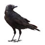 Crow (cut out)