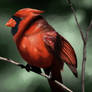 Portrait of the Red Bird