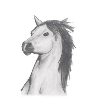 Horse sketch