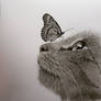 Cat Butterly
