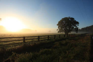 Sunrise over field