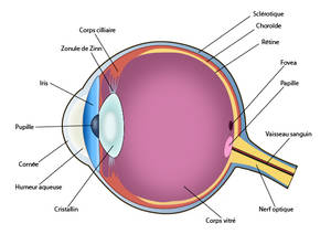 Schema-anatomie-oeil