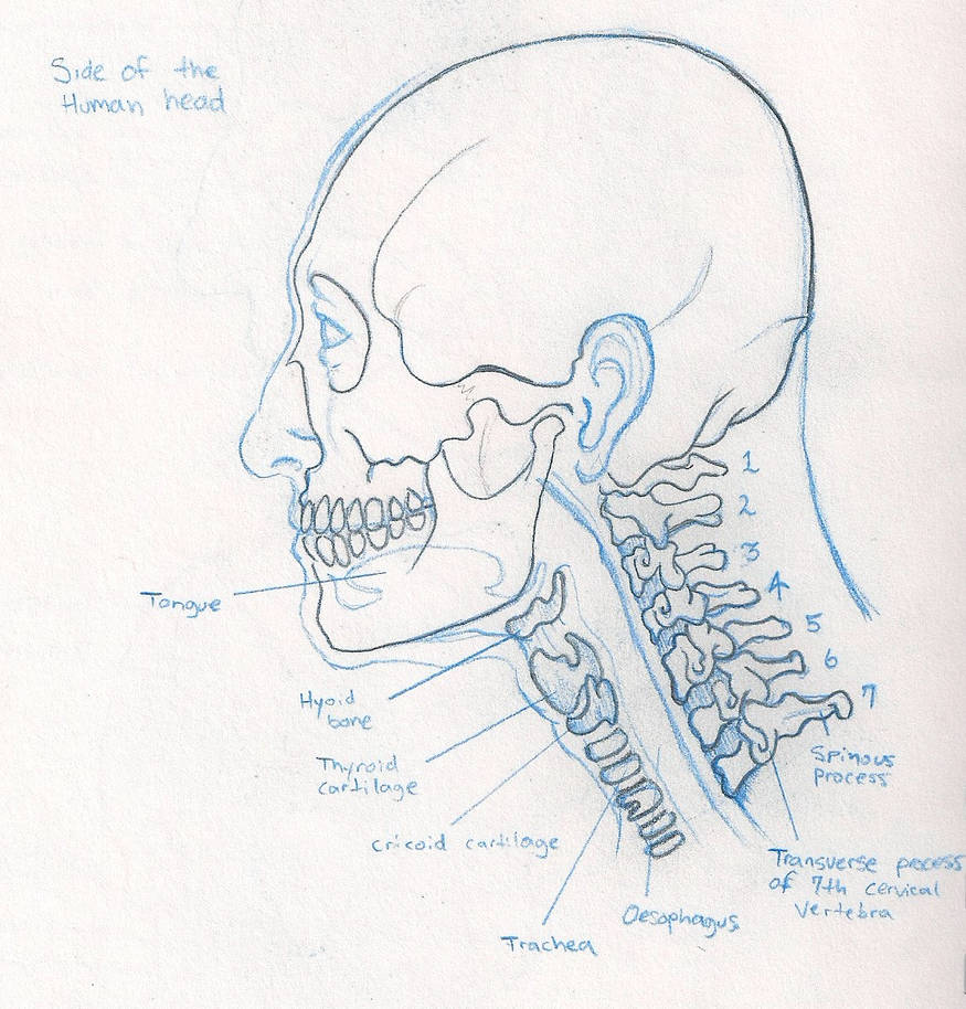 Inside Face Inside the face by xdutchx on DeviantArt