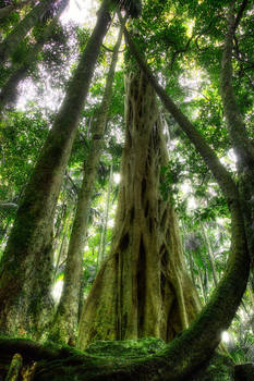 Strangler Fig