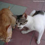 Rina's cat photos 03