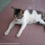 Rina's cat photos 05