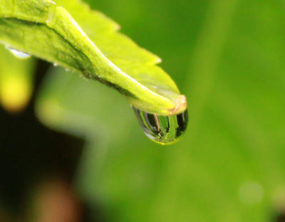 Drop on a flower