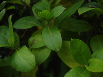 Leaves