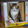 Lilly in box