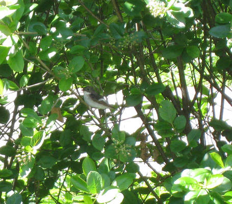 Pied flycatcher in bush