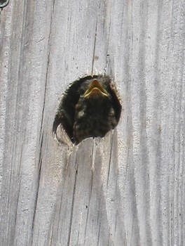 Pied flycatcher baby