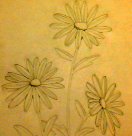 Daisys