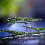 Solace by dandelgrosso