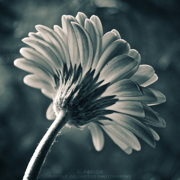 Superior by dandelgrosso