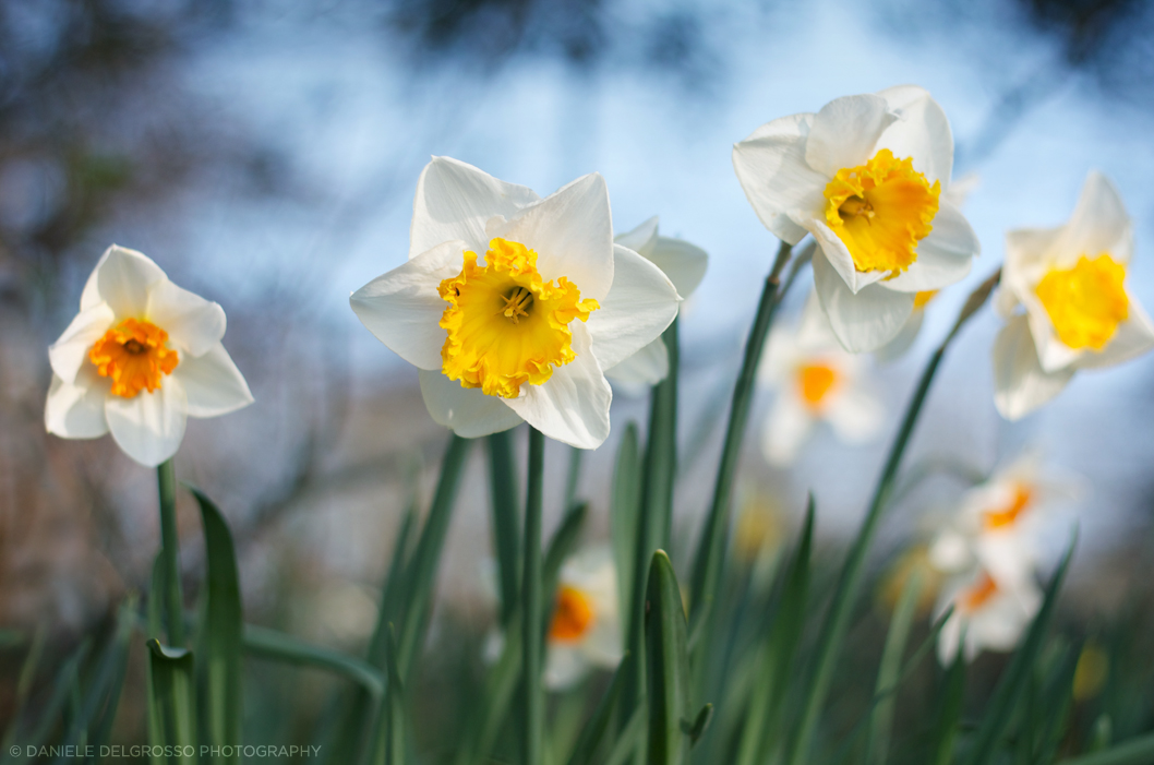 Easter Bloom