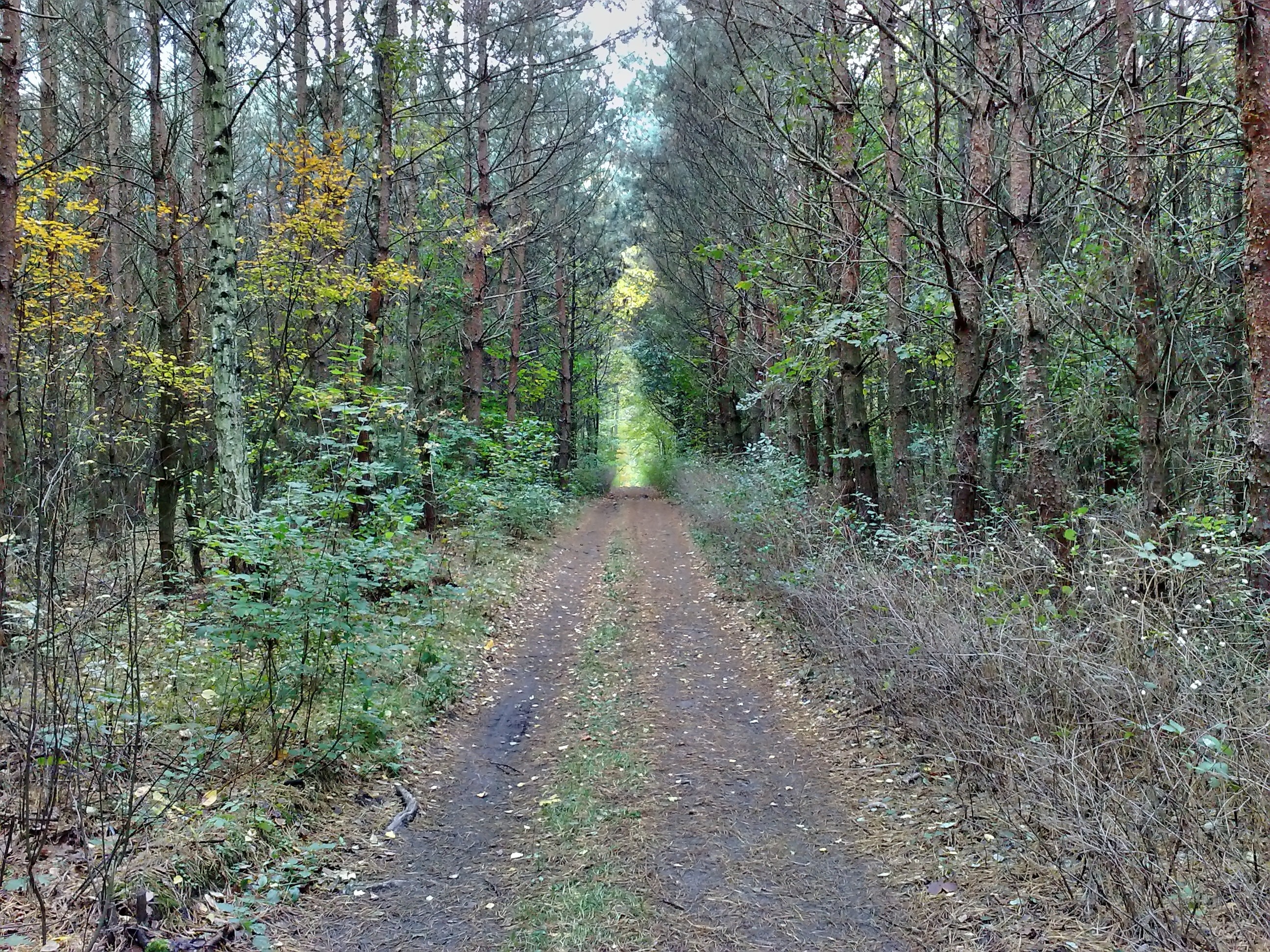 Road in the forest