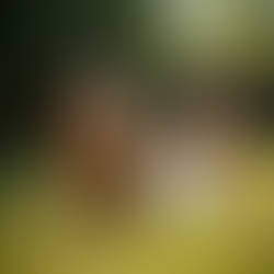 AI Photo | White Sundress in the Garden