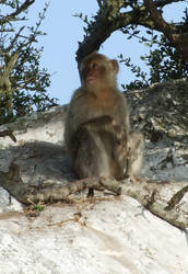 Gibraltar Wildlife - Monkey