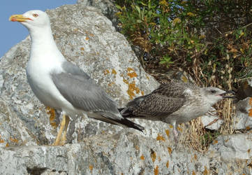 Gibraltar Gulls