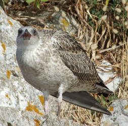 Gibraltar Gull