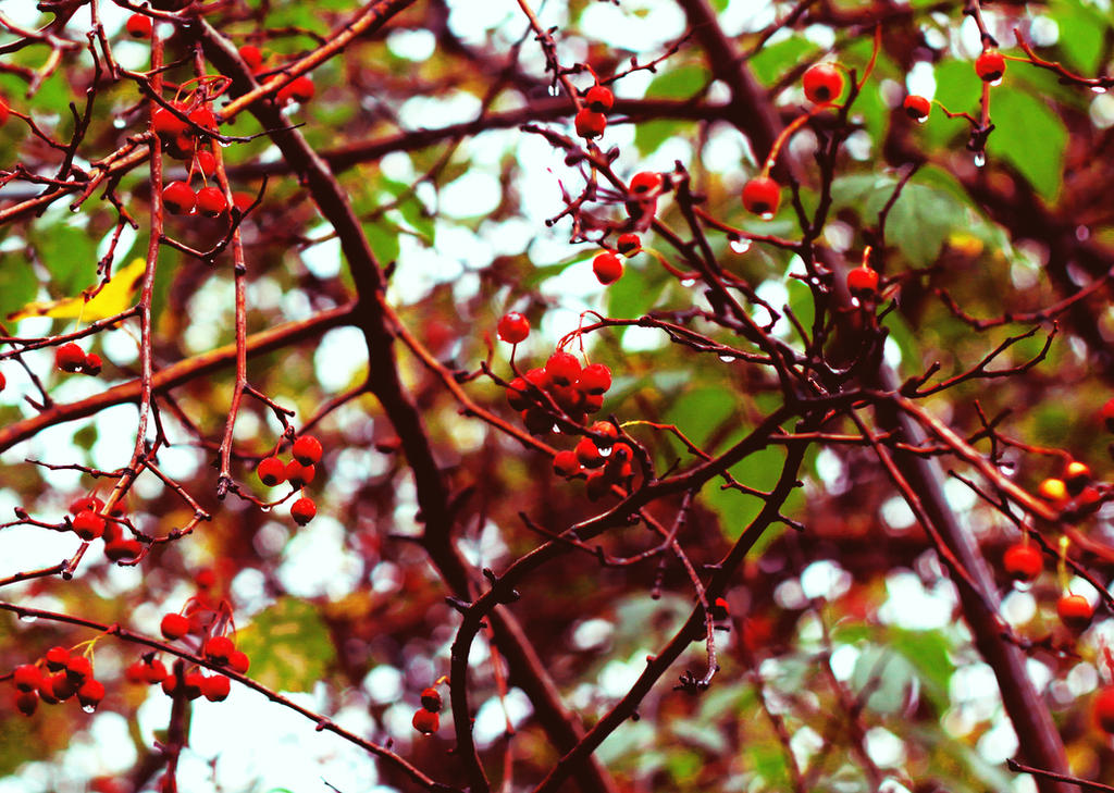 Ash Raspberry ashberry by anastasiy-r on DeviantArt