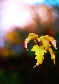 Yellow leaves