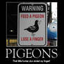 Pigeons