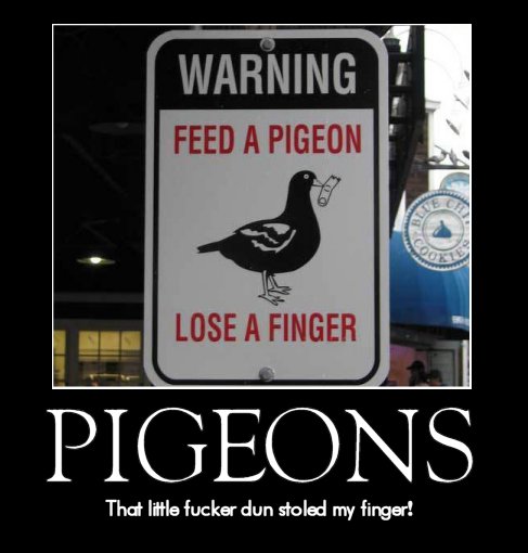 Pigeons