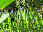 Purple and green by MyArtself