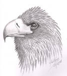 Steller's Sea Eagle by DragonsDust