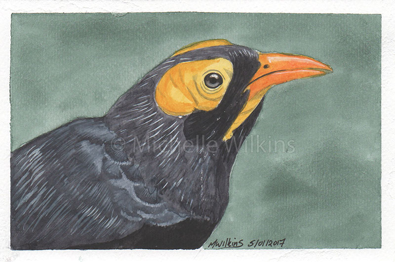 Yellow-faced Myna