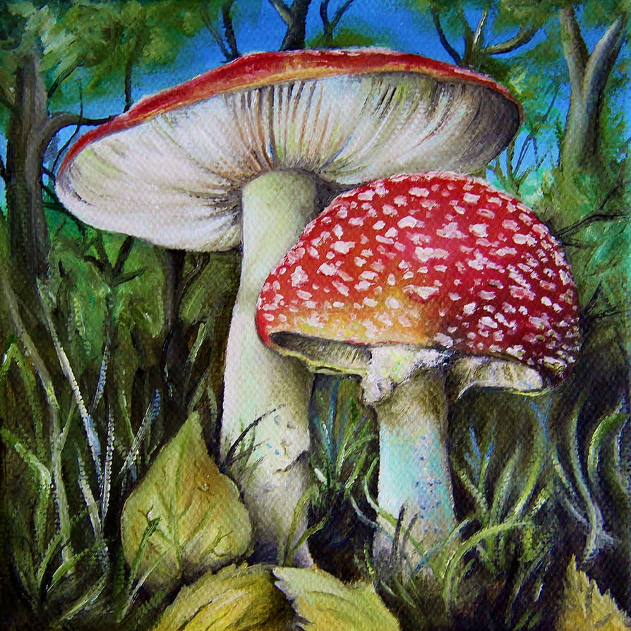 Spotted Mushrooms by callum8am Spotted Mushrooms by callum8am