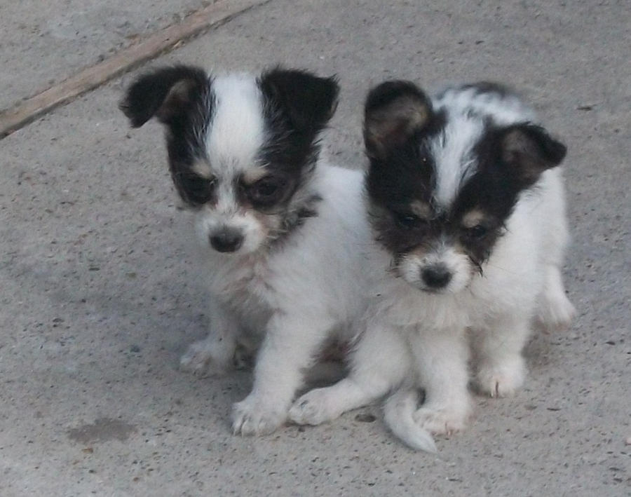 my hizumi and sis pups