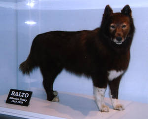 Balto taxidermy