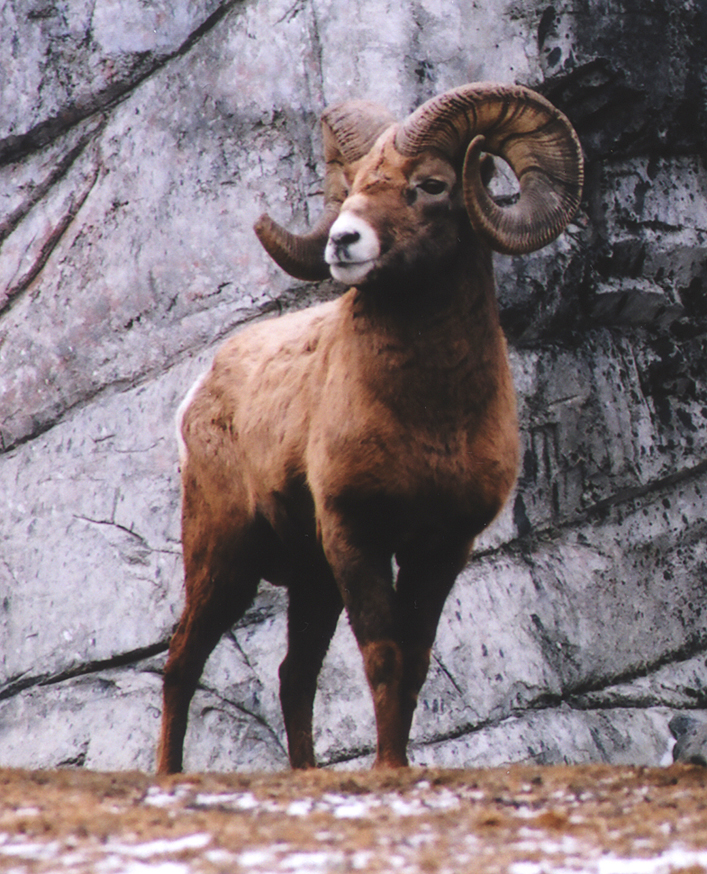 Bighorn Sheep