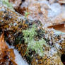 Moss and snowflakes