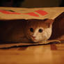 cat-in-the-bag