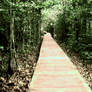 A Walk through the forest