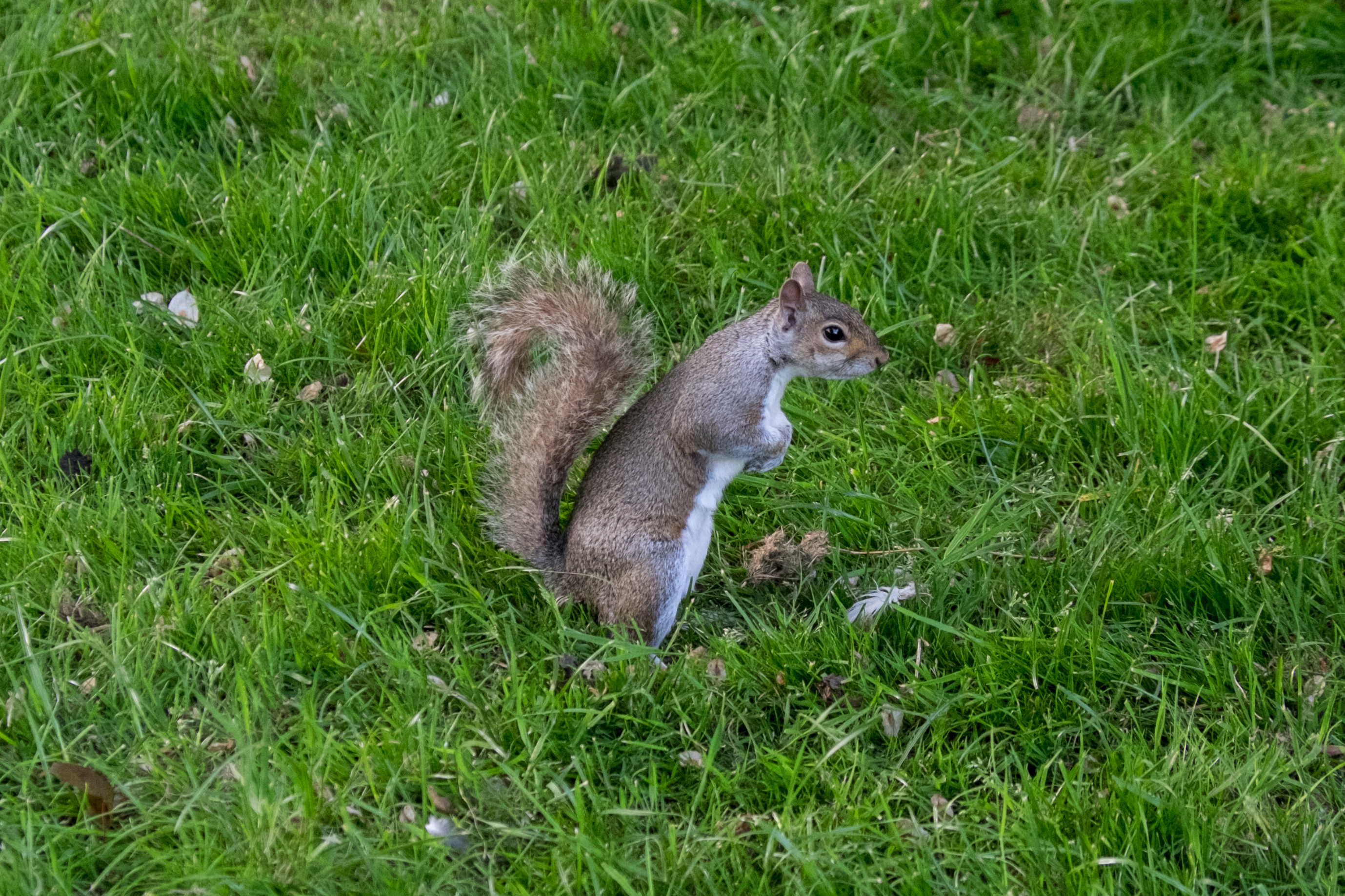 Squirrel