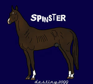 Spinster Akhal Teke Stallion