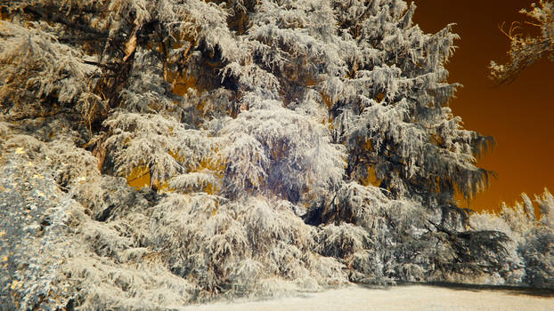 Tree. Infrared