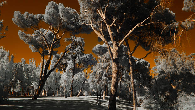 Moncloa park (madrid). Infrared