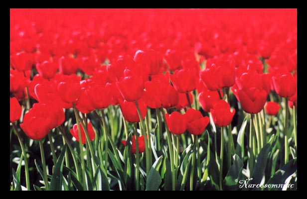 field of tulips 1.2