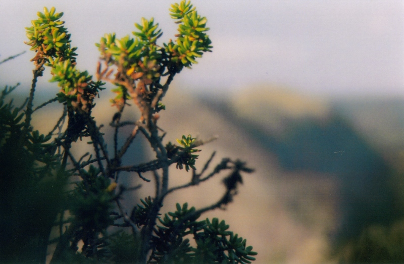 A bush on a hike