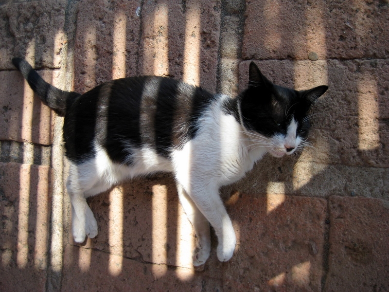 Cabana Cat