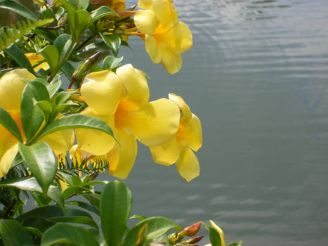 Flowers and Waterscape