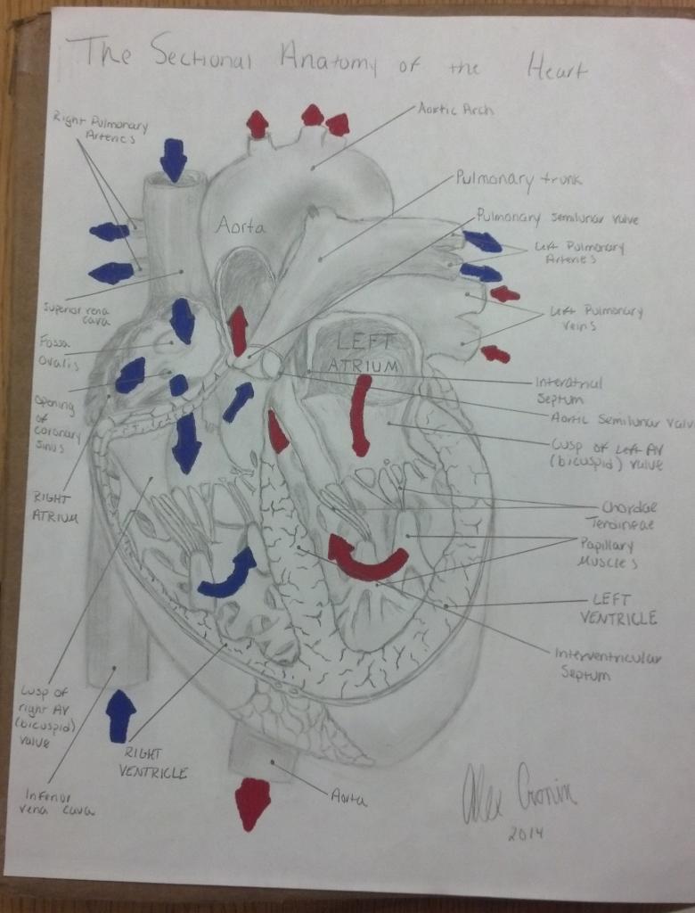 The Sectional Anatomy of the Heart