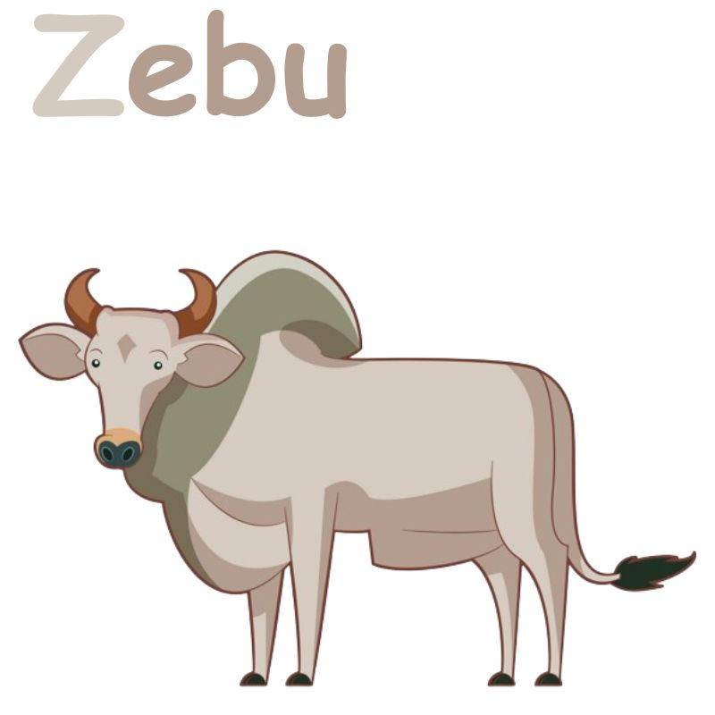Zebu Draw Zebu by YvetteColorsky on DeviantArt