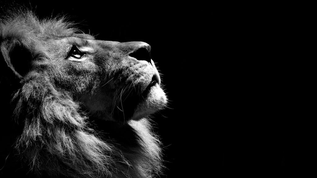 Aslan HD Wallpapers and Backgrounds