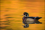 Wood duck reflections by gregster09